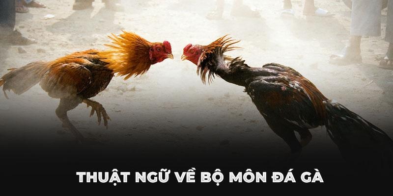 Nhóm thuật ngữ về đặc điểm và ngoại hình chiến kê